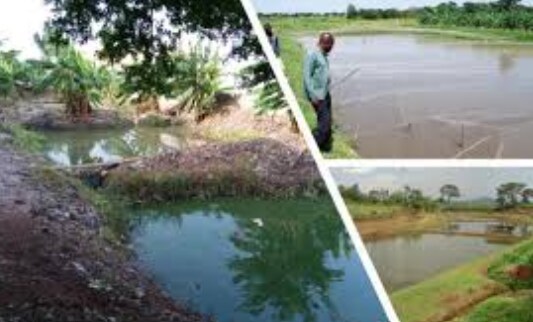 3. आरएएस या बायोफ्लॉक प्रणाली स्थापित करें: 3. आरएएस या बायोफ्लॉक प्रणाली स्थापित करें: