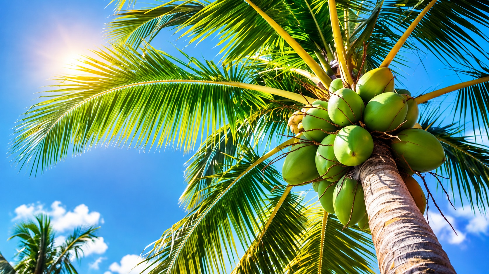 virgin coconut oil