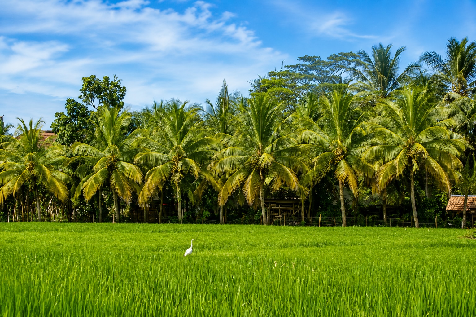 coconut industry growth