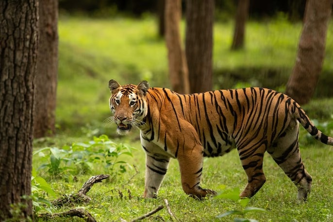 Kabini safari Kabini safari