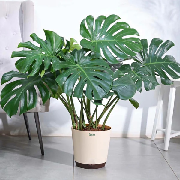 Ugaoo Monstera Deliciosa Plant, ₹3,499