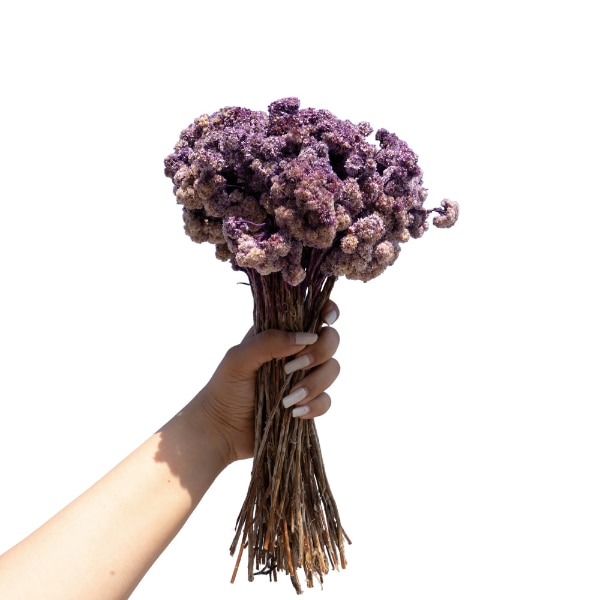The Purple Pony Natural Dried Daisy Flower Bunch, ₹890