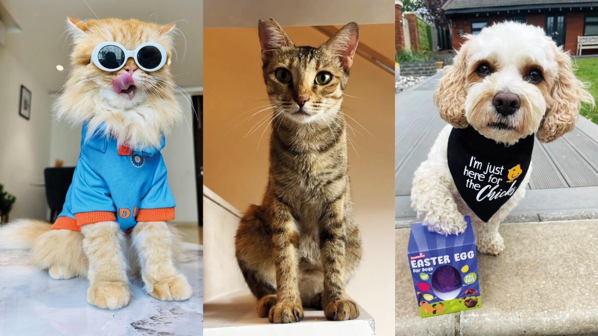 Meet the adorable fur babies taking internet fame to a whole new level