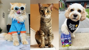 Meet the adorable fur babies taking internet fame to a whole new level Meet the adorable fur babies taking internet fame to a whole new level