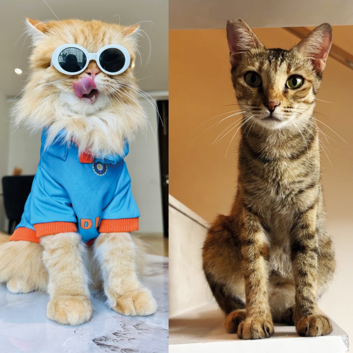 Meet the adorable fur babies taking internet fame to a whole new level