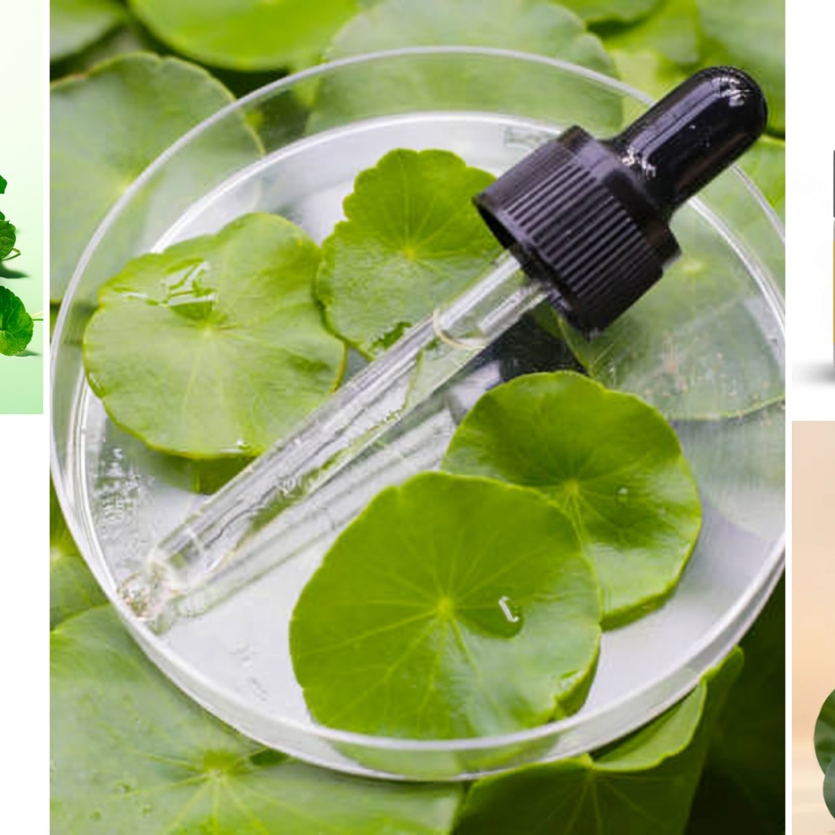 Why everyone’s talking about Gotu Kola—and how it can save your winter skin