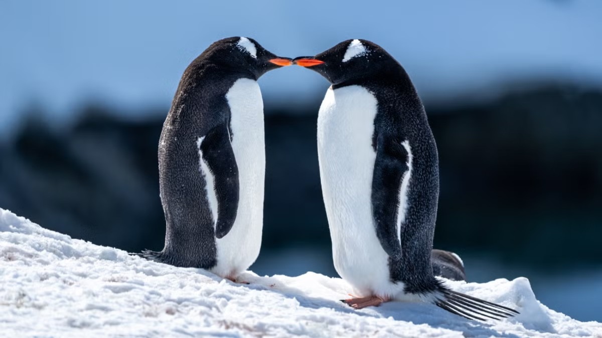 “Pebbling” is the non-toxic, genuinely adorable dating trend we all needed