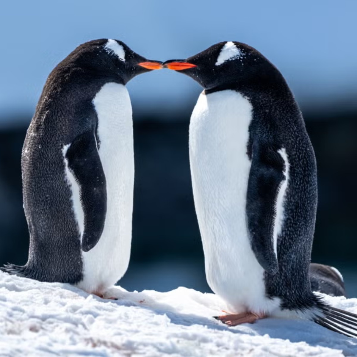 “Pebbling” is the non-toxic, genuinely adorable dating trend we all needed