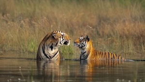 Planning your first safari as a couple? Start here Planning your first safari as a couple? Start here