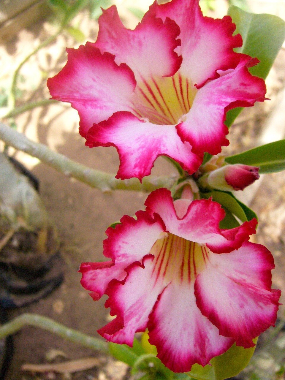 adenium-1800158_1280.jpg