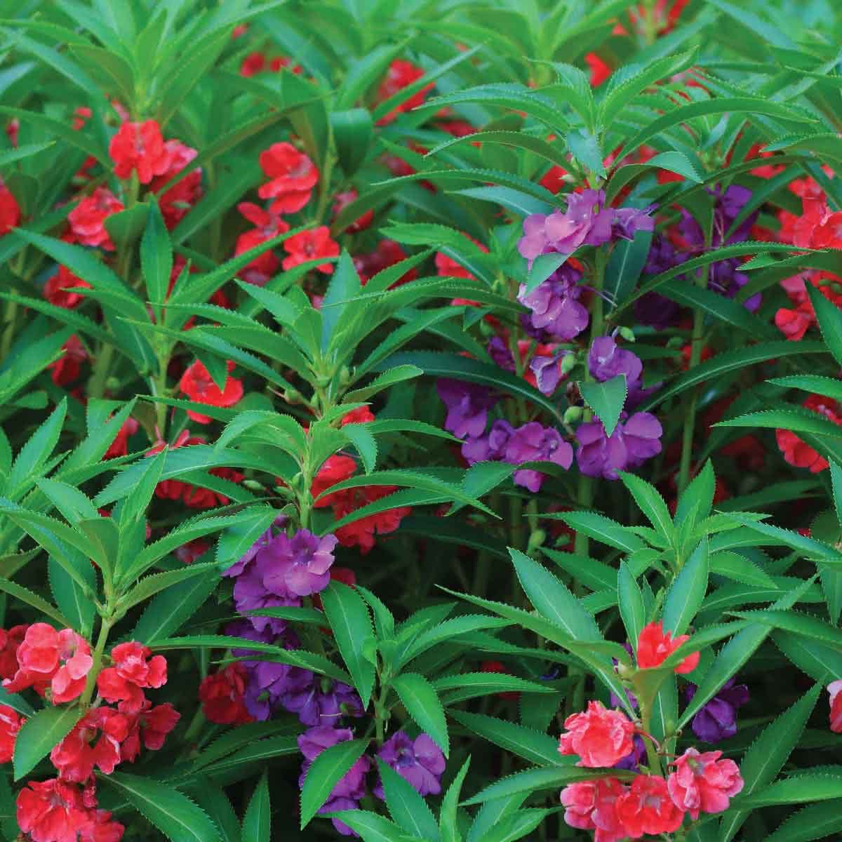 balsam_3_0.jpg