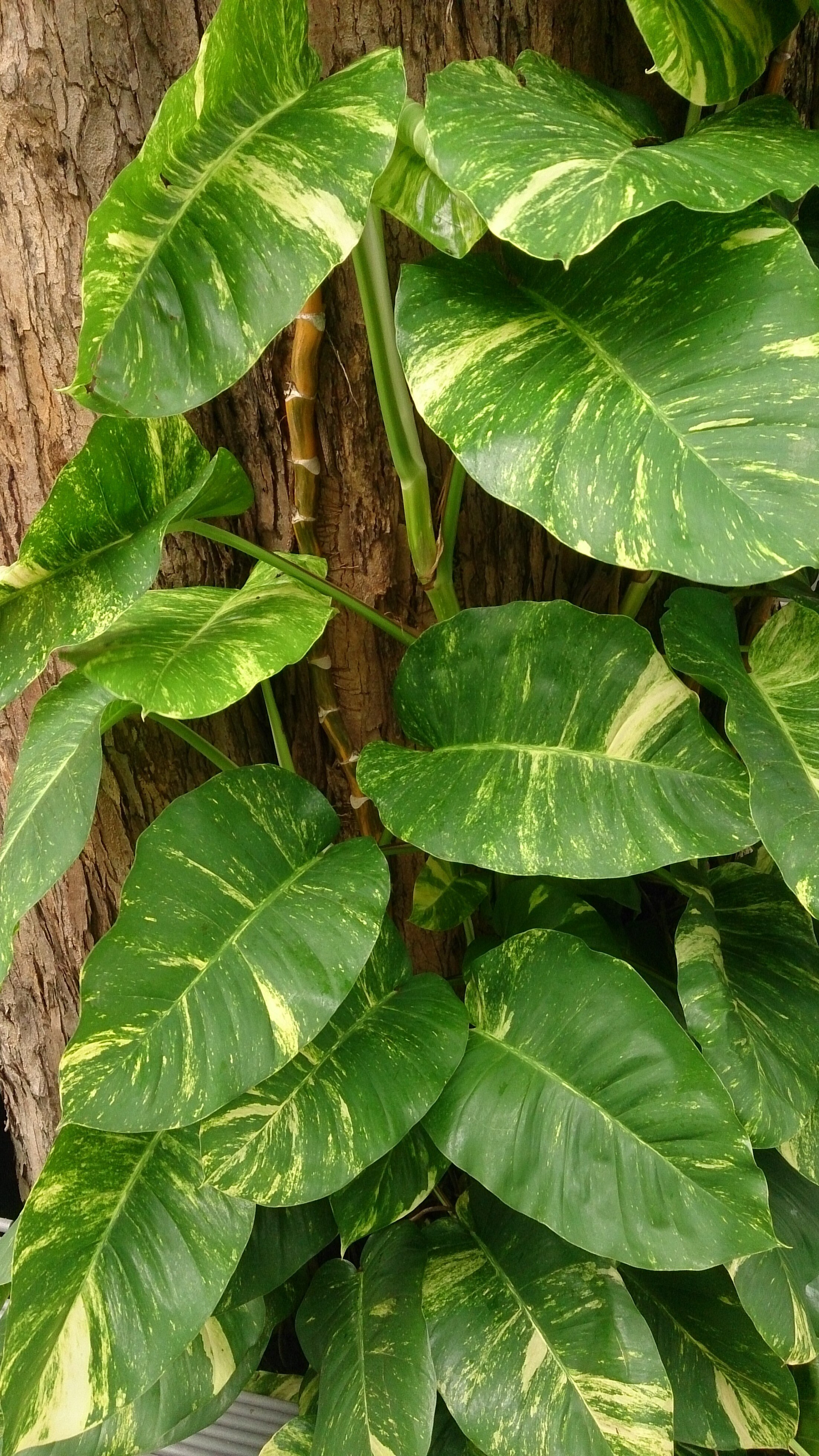 money_plant_28epipremnum_aureum29_4.jpg
