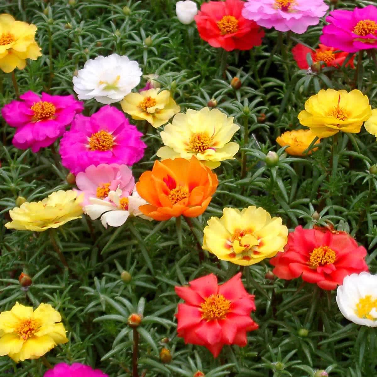 pyramid-seed-portulaca-mix_2_1_1_1.jpg