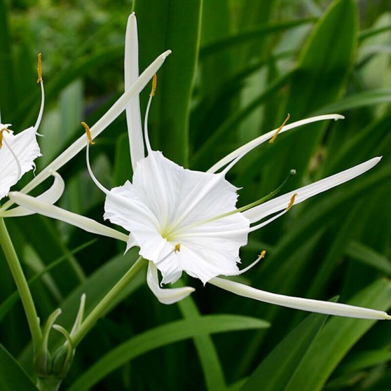 spider-lily-800x800.jpg