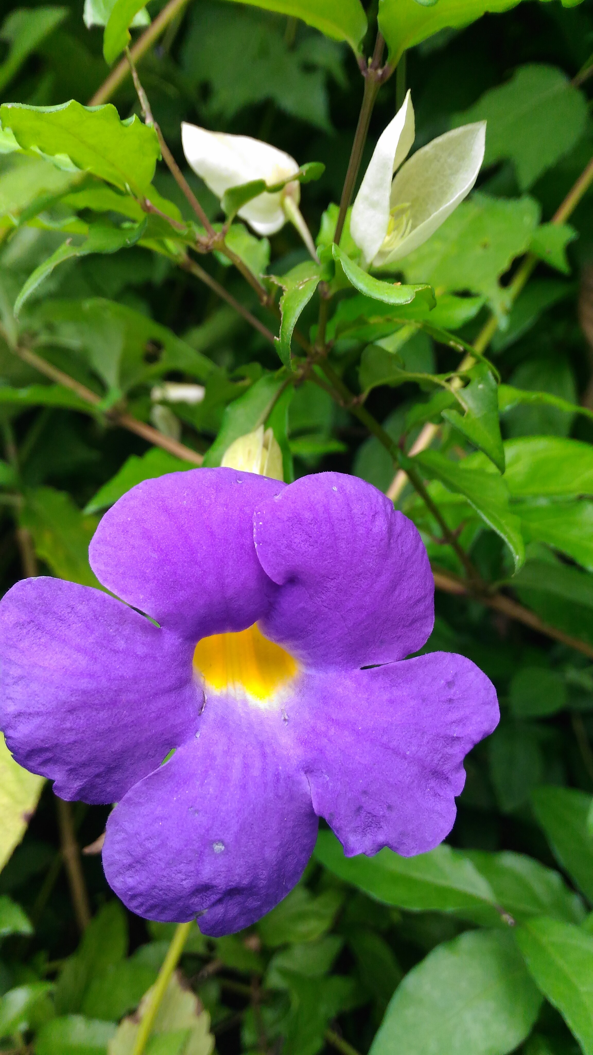 thunbergia_erecta_flower_04.jpg