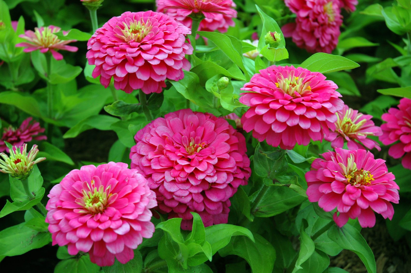 zinnia.jpg