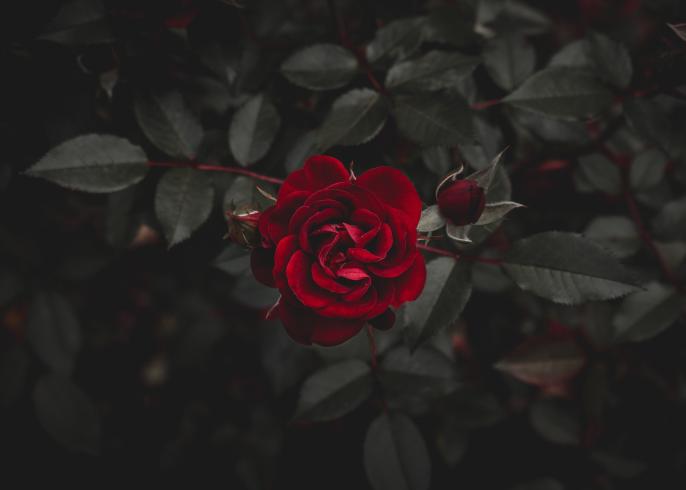 Introducing the Best Rose Perfumes That Epitomise Femininity Introducing the Best Rose Perfumes That Epitomise Femininity