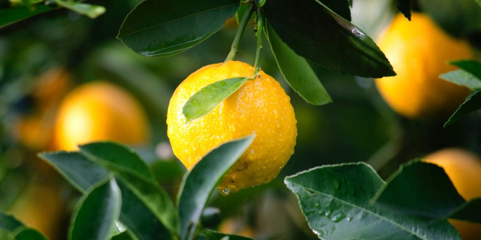 Introducing the Finest Lemon Infused Facial Cleansers for Oily-Free Radiance
