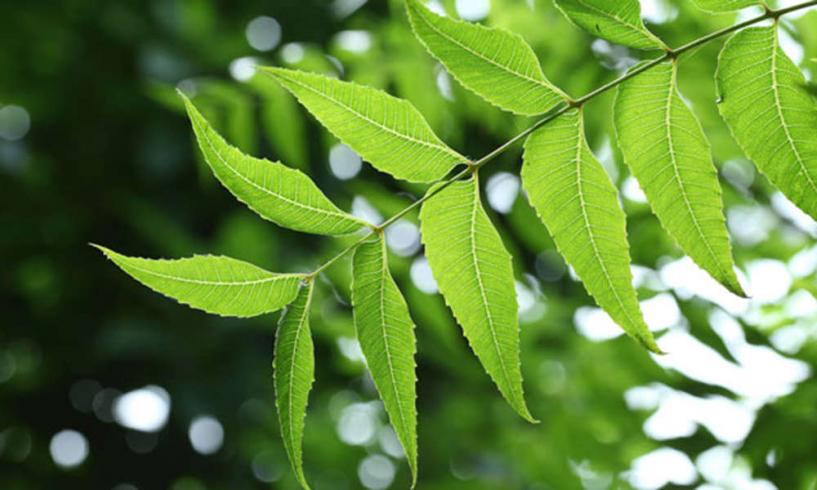 Neem-Enriched Face Washes for Healthy Skin