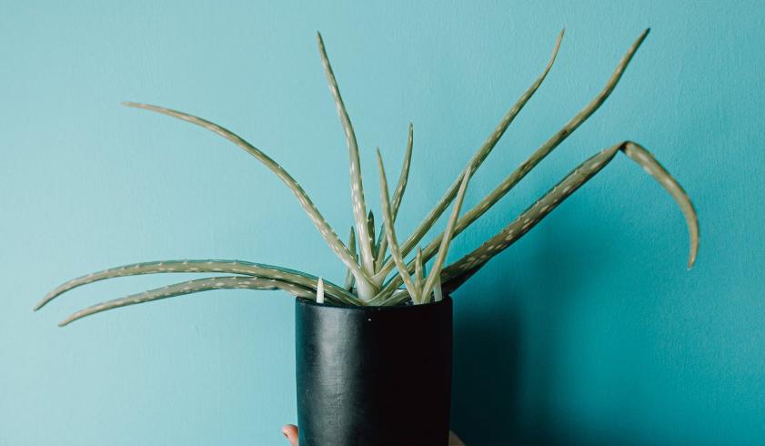 Finest Aloe Vera Gels for Multiple Hair and Skin Benefits