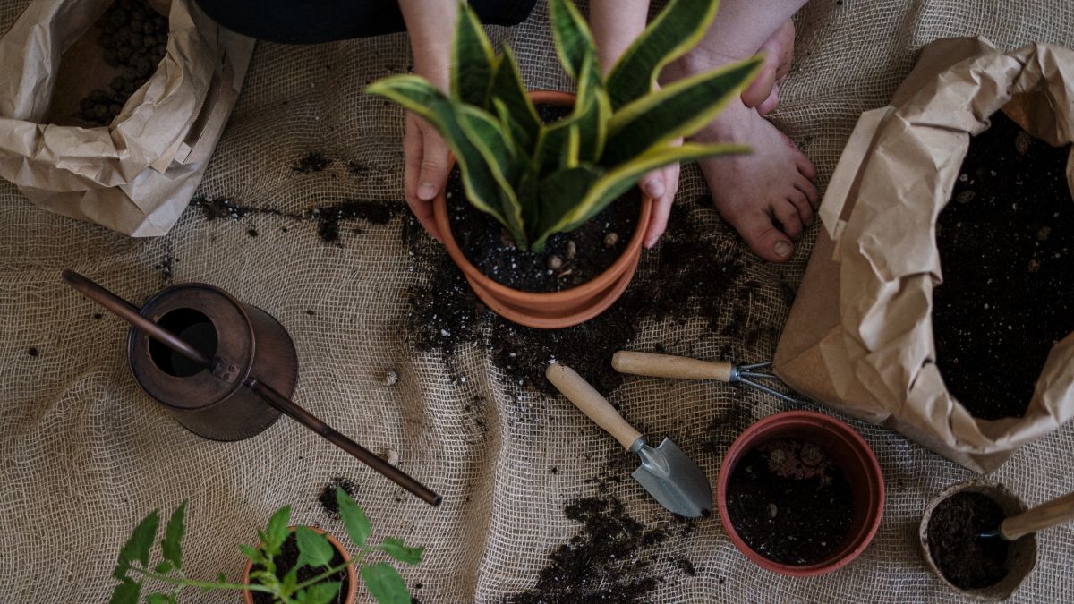 The best tips to grow a home garden