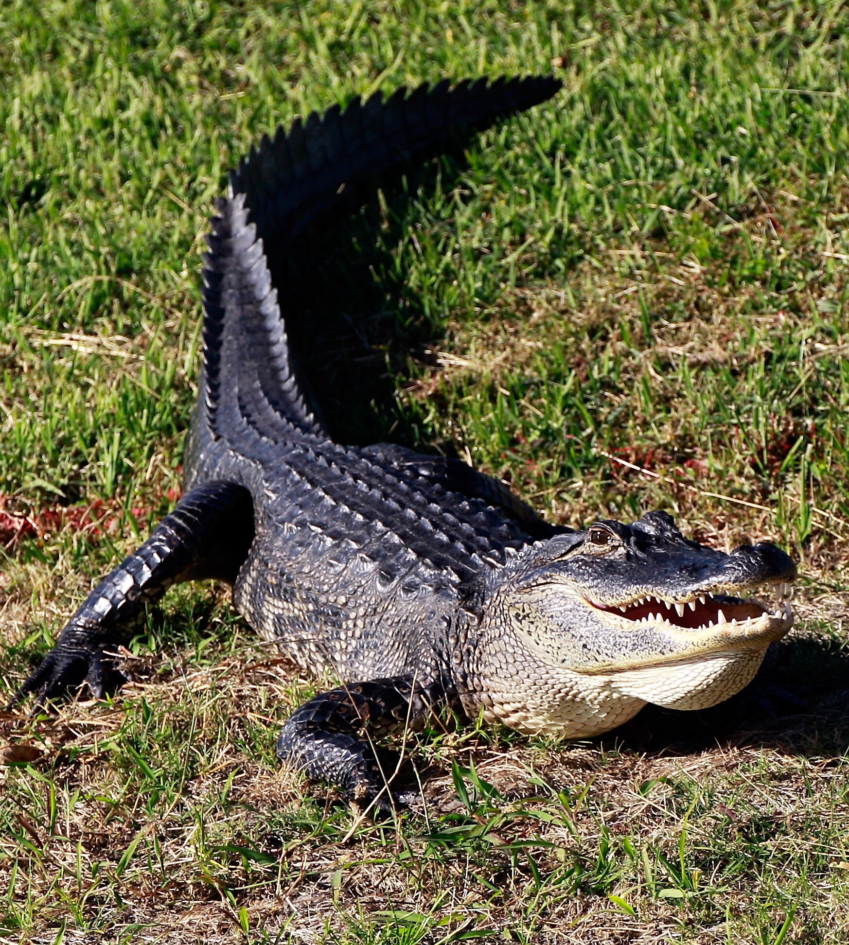 Alligators love it too.