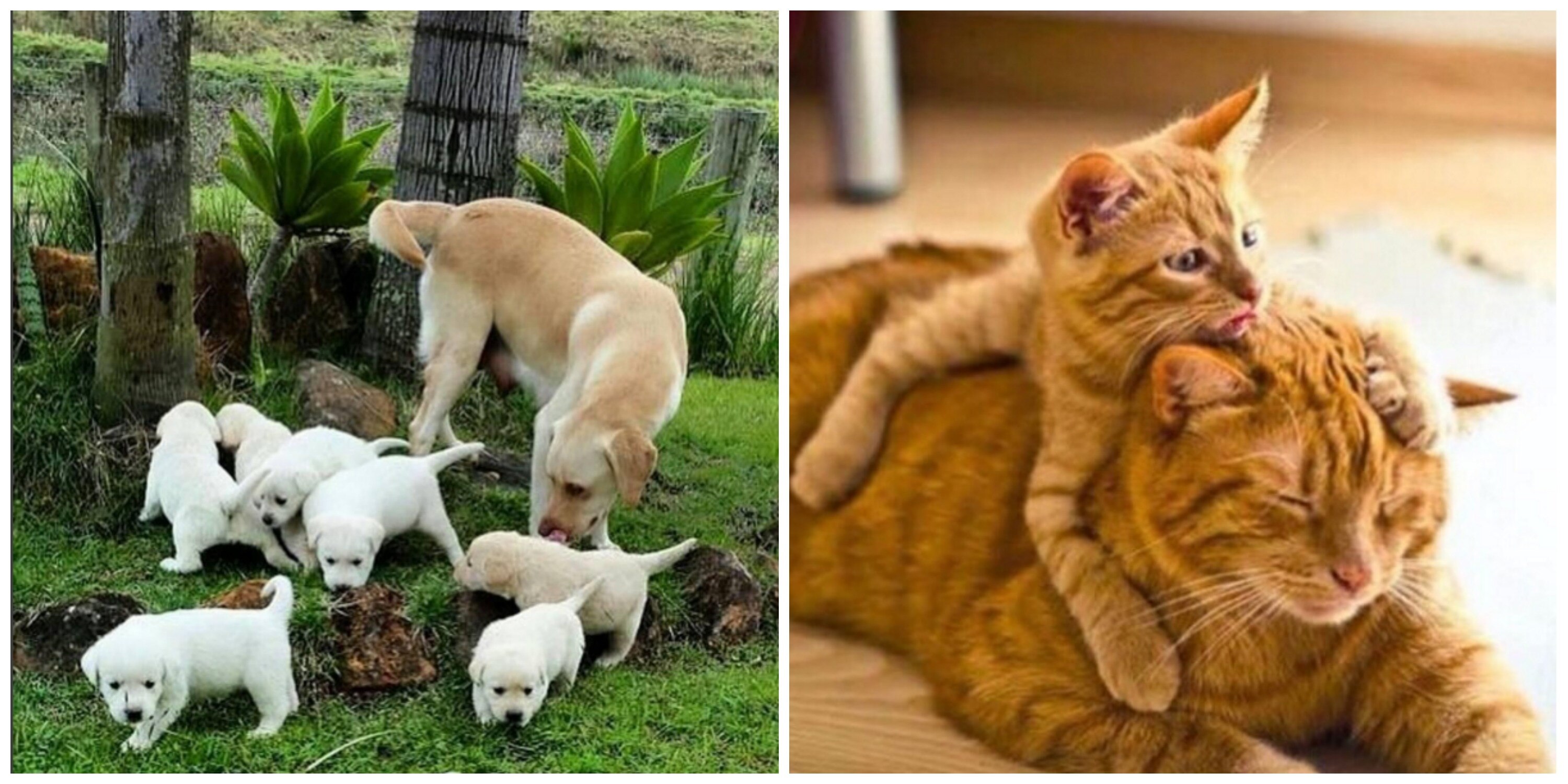 12 Pictures Of Animals With Their Babies That Will Melt Your Heart 12 Pictures Of Animals With Their Babies That Will Melt Your Heart