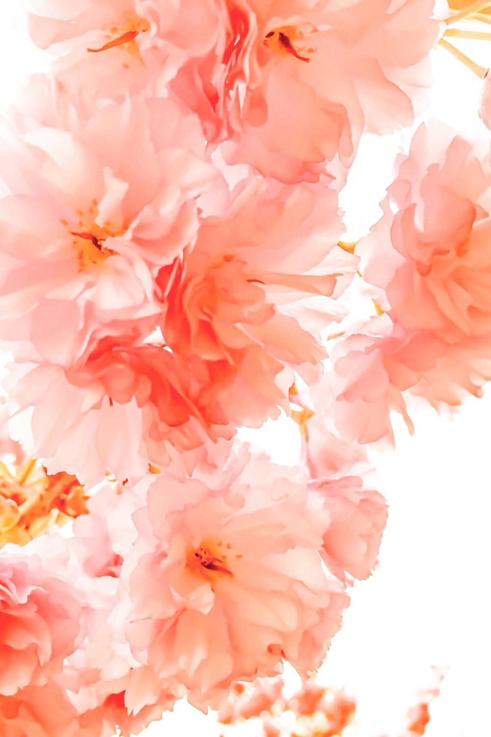 If you like floral scents