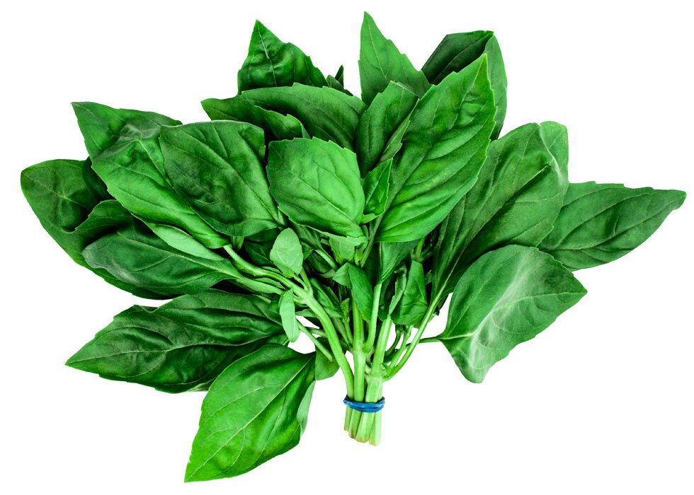 Basil Basil