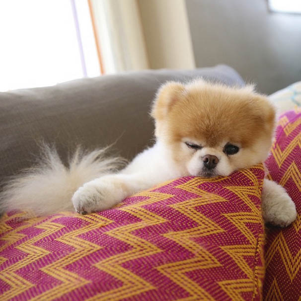 @buddyboowaggytails/617K followers