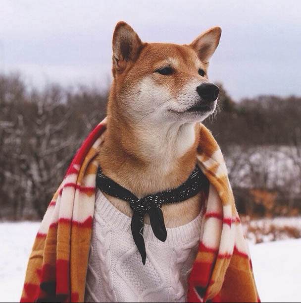 @mensweardog/256K followers