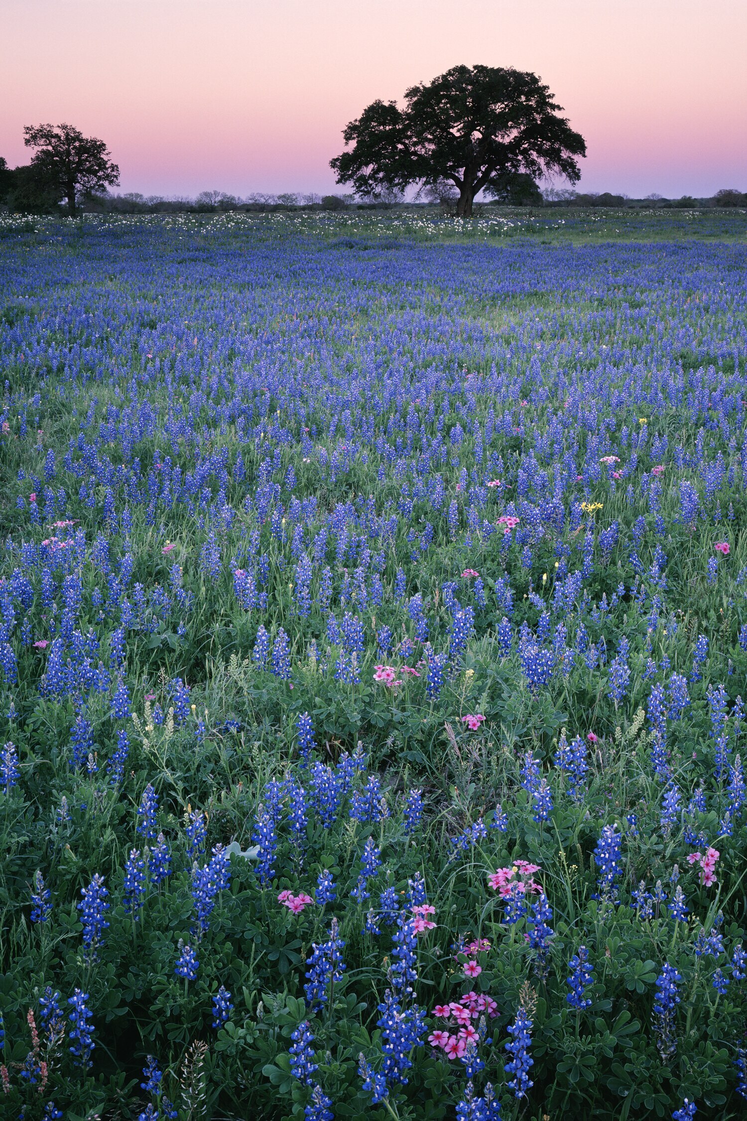 America's Most Beautiful Wildflower Bloom America's Most Beautiful Wildflower Bloom