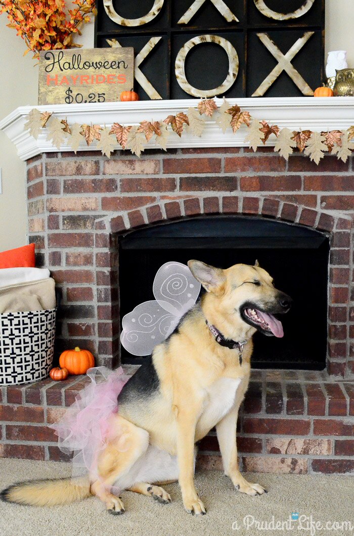 Fetching Fairy