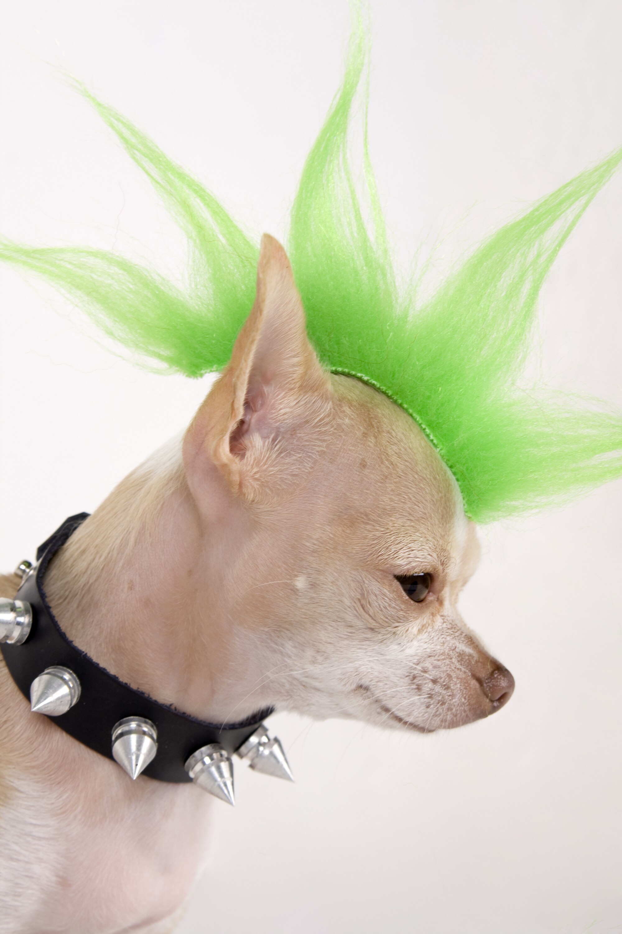 Dog Gone Punk