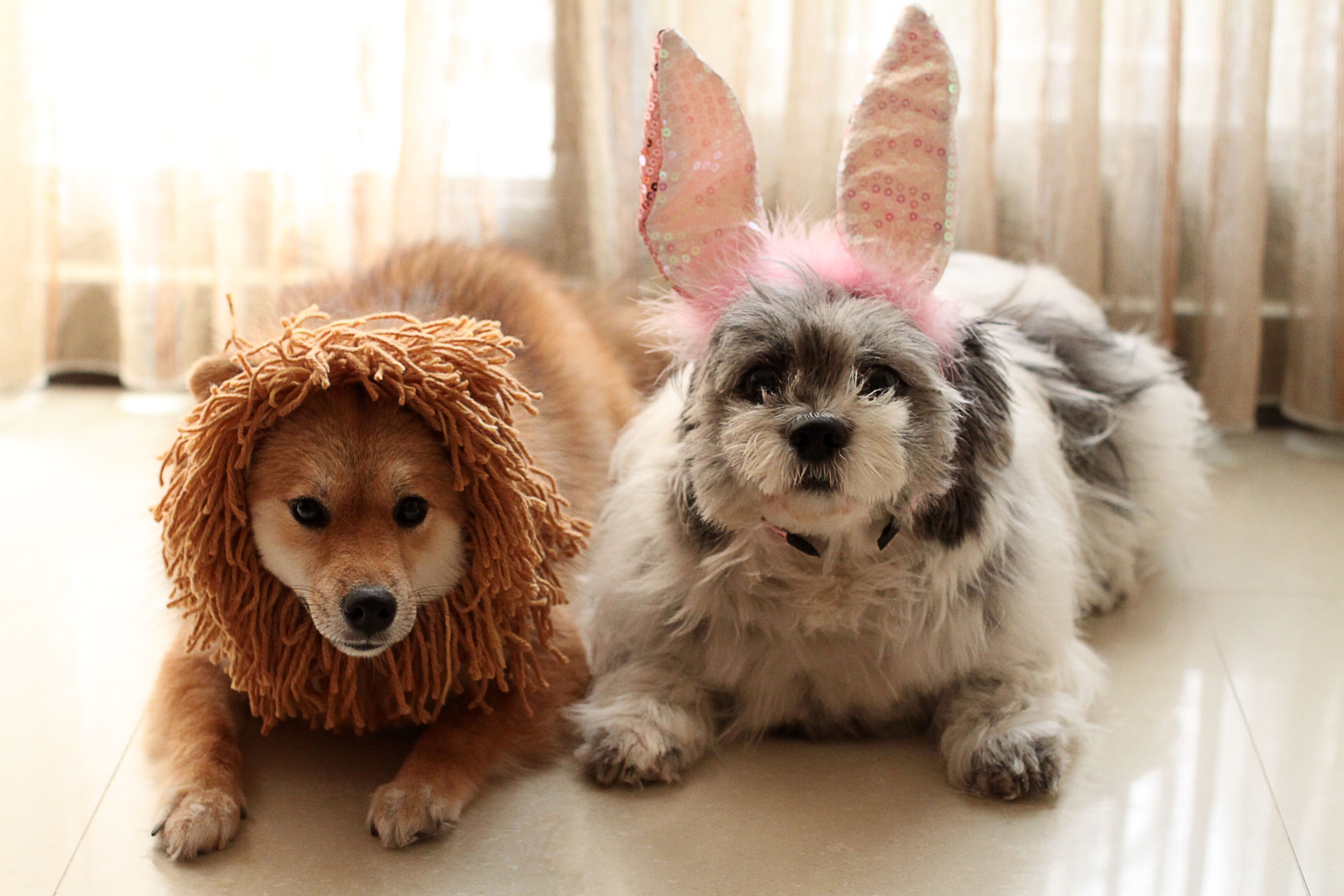 Animal as Animal