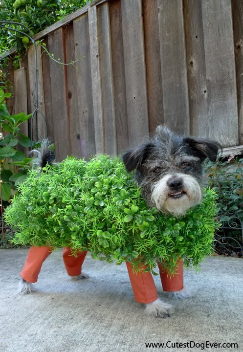 Chia Pet