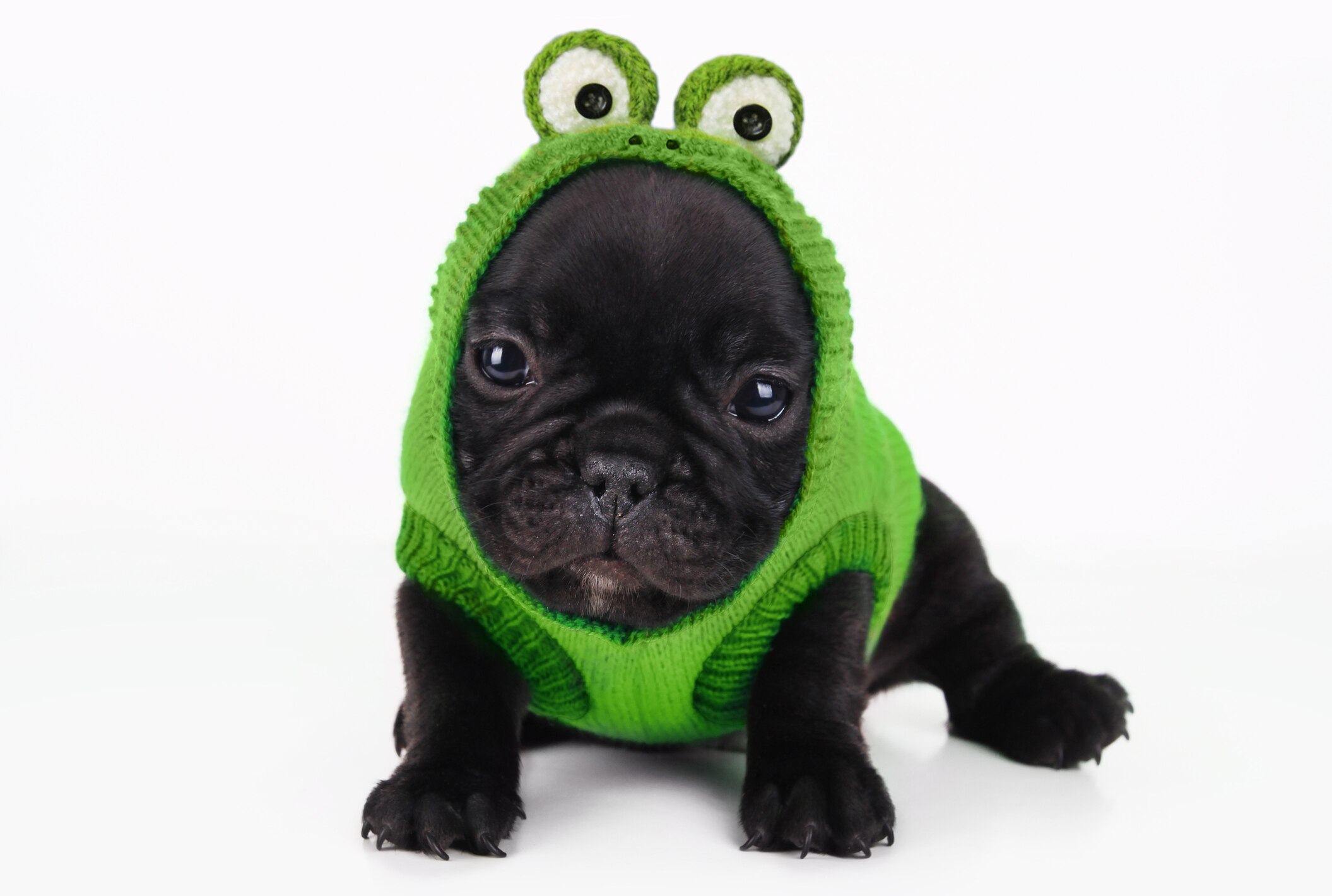 Itty Bitty Frog