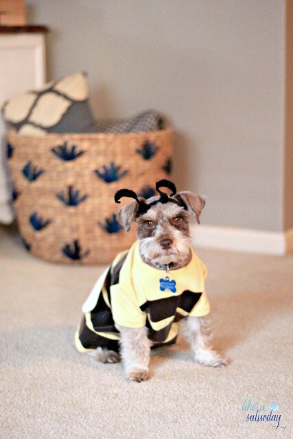 Buzzy Bee