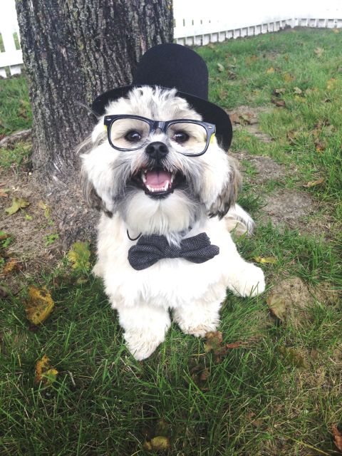Dapper Dog