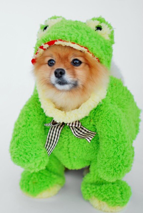 DIY No-Sew Small Dog Costume