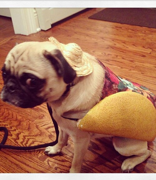 Señor Taco