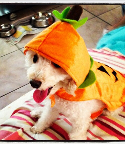 Pup-kin