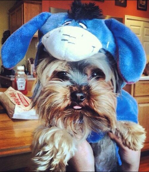 Pooh's Pooch