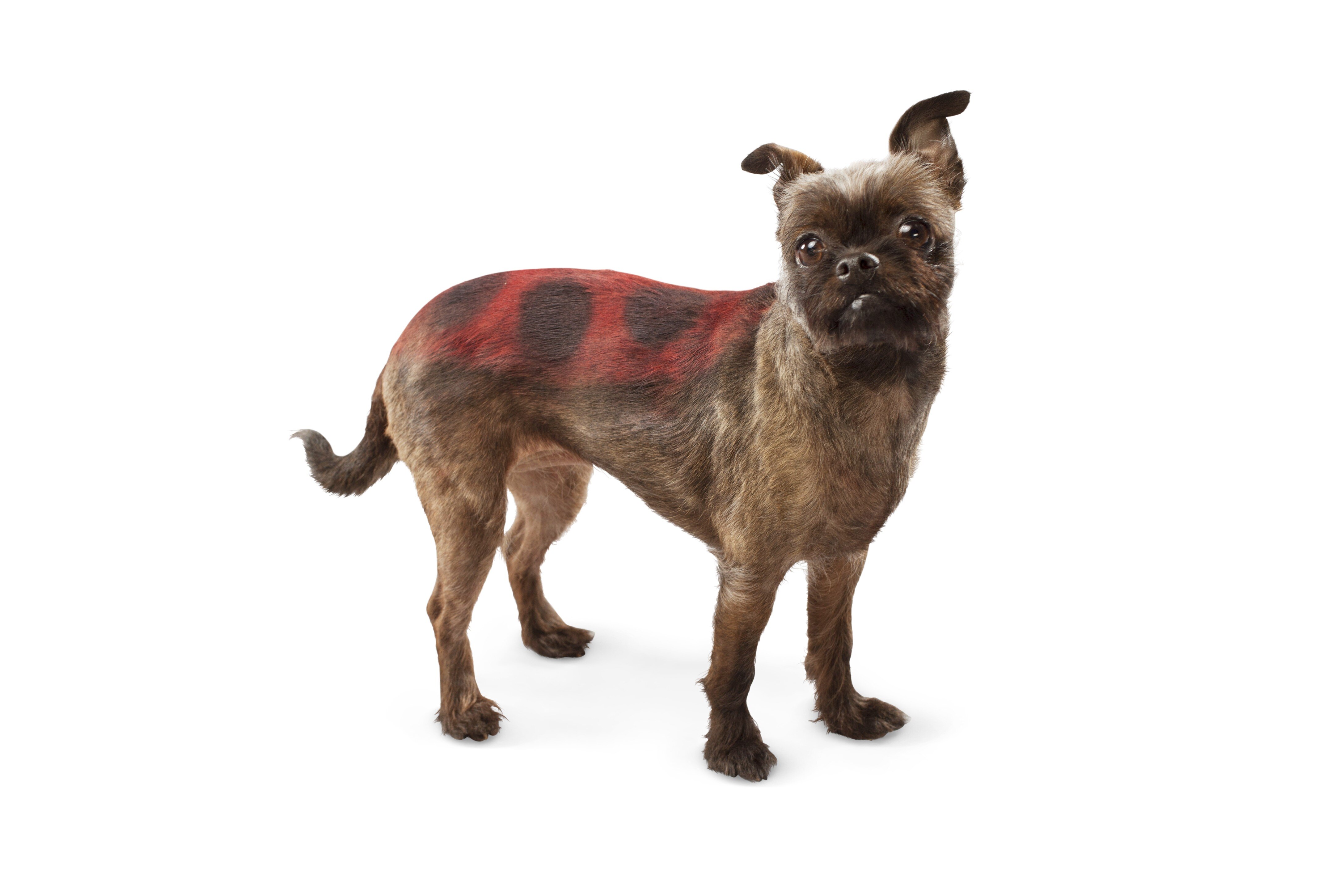 DIY Dog Costume