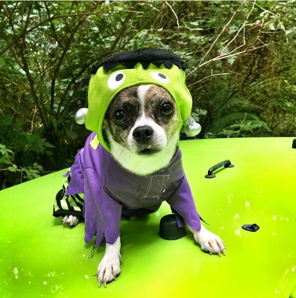 Frankenstein's Monster