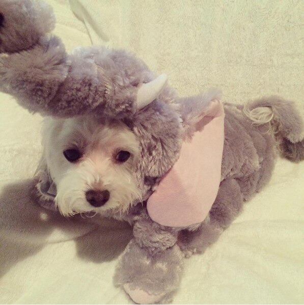 Tiny Elephant