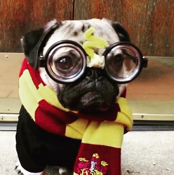 Harry Pooch-er