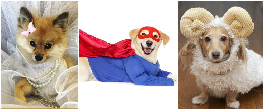 The 46 Cutest Costumes for Dogs