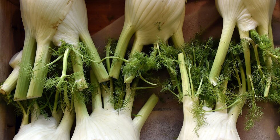 Fennel
