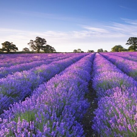 Lavender Fields, UK